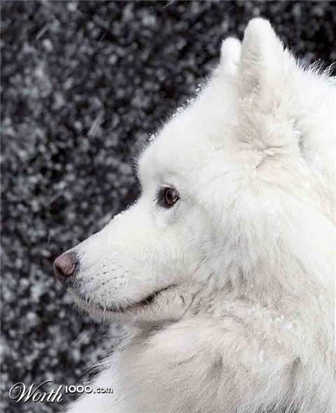 Photography by starrwalker