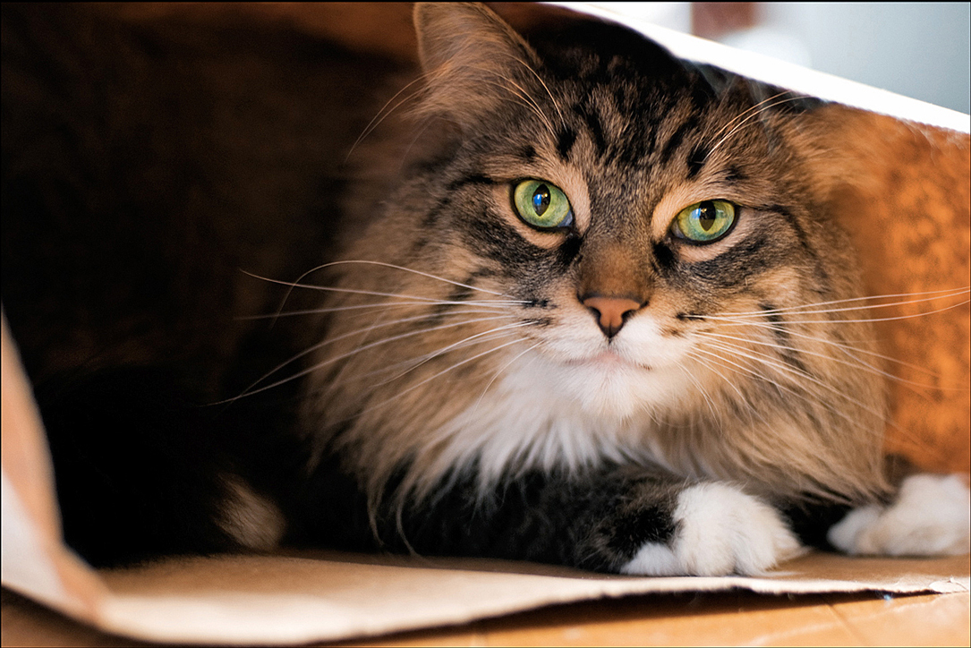 Fotografía por chrismtl para DesignCrowd (Community Contests) | Diseño #8940090