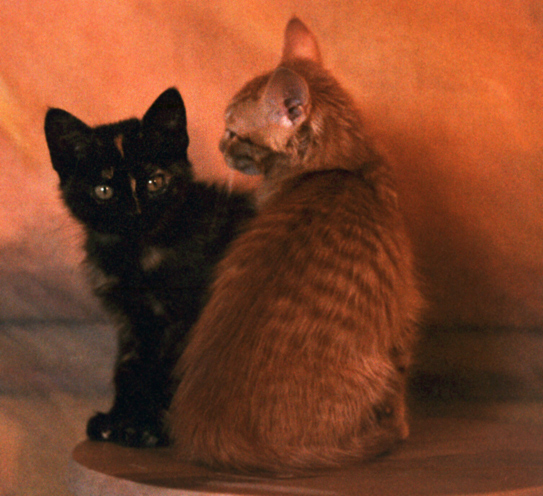 Fotografía por Exaspera para DesignCrowd (Community Contests) | Diseño #8940037