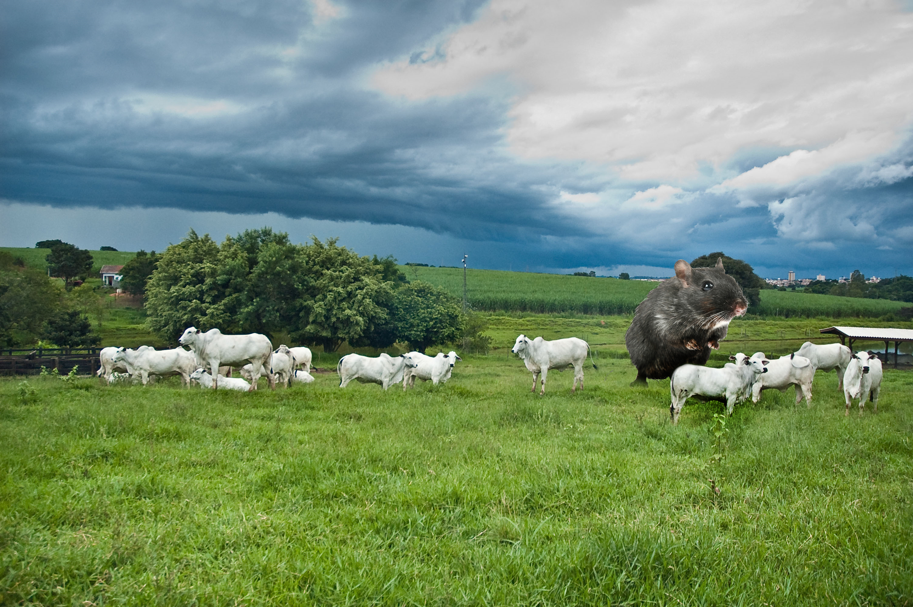 Diseño de Photoshop por swichone para DesignCrowd (Community Contests) | Diseño #8938404