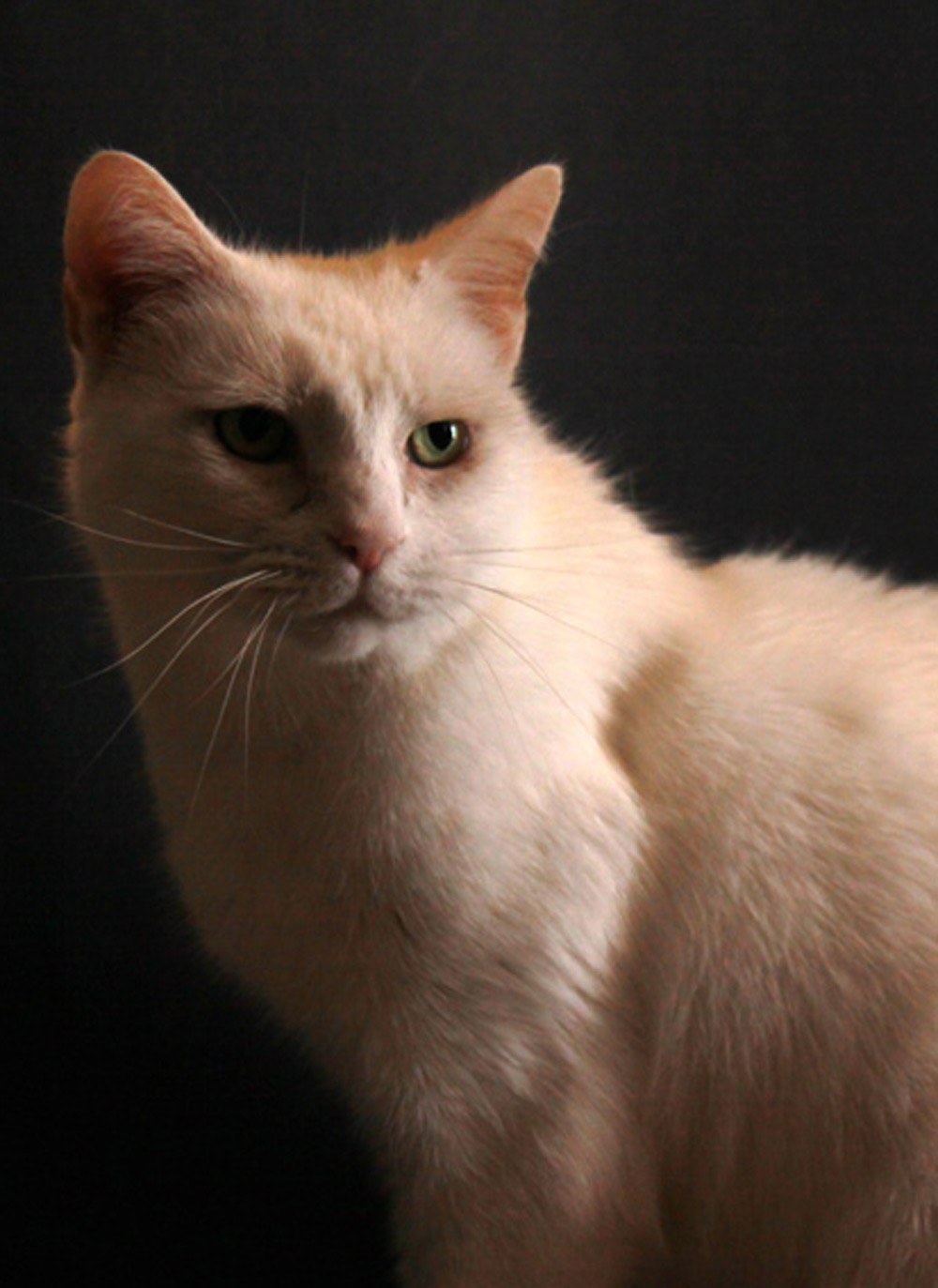 Fotografía por mindy3051 para DesignCrowd (Community Contests) | Diseño #8940197