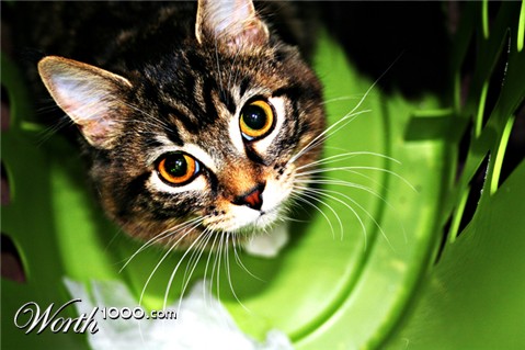 Photography by thravens