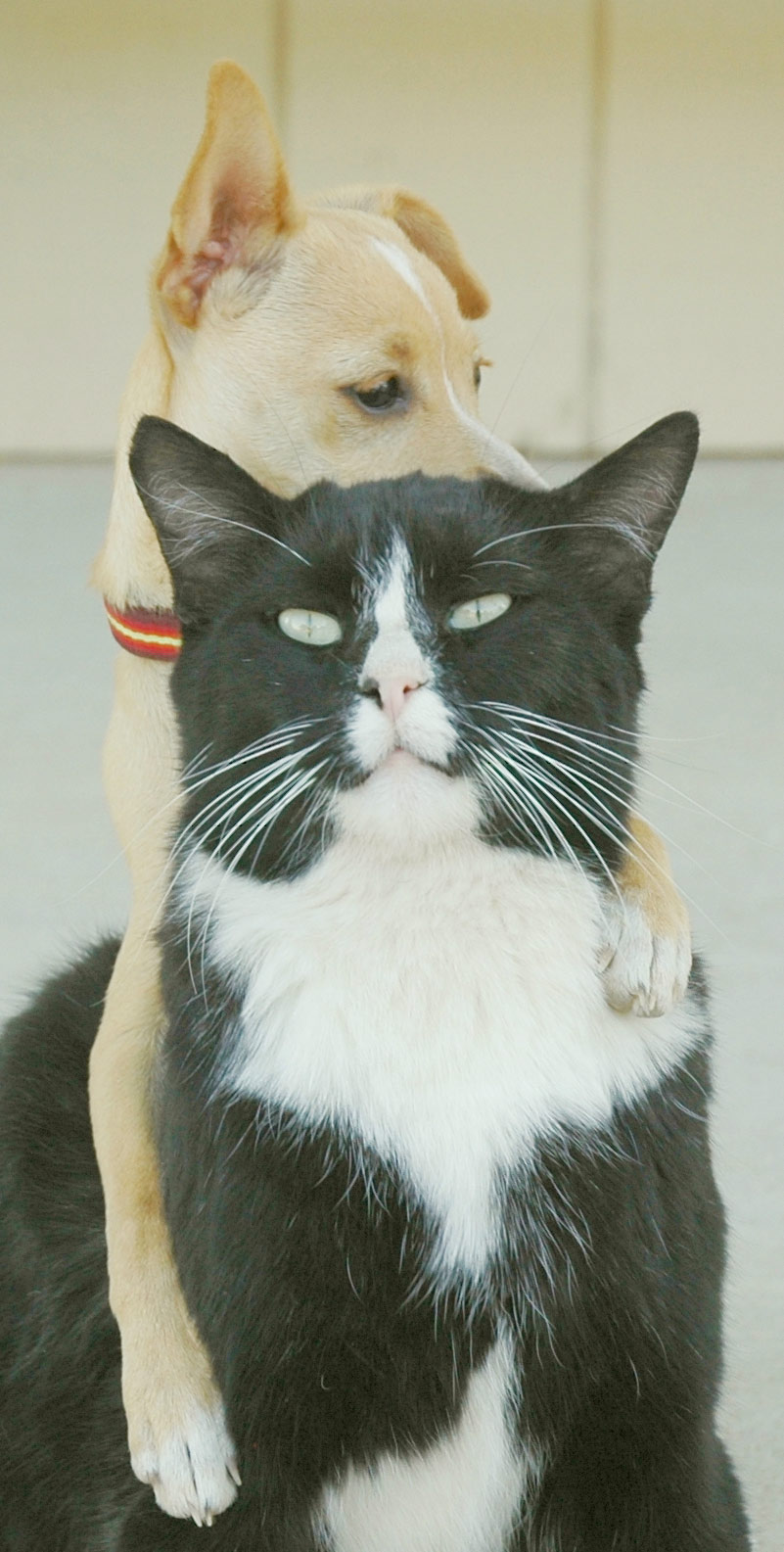 Fotografía por Larvice para DesignCrowd (Community Contests) | Diseño #8940130