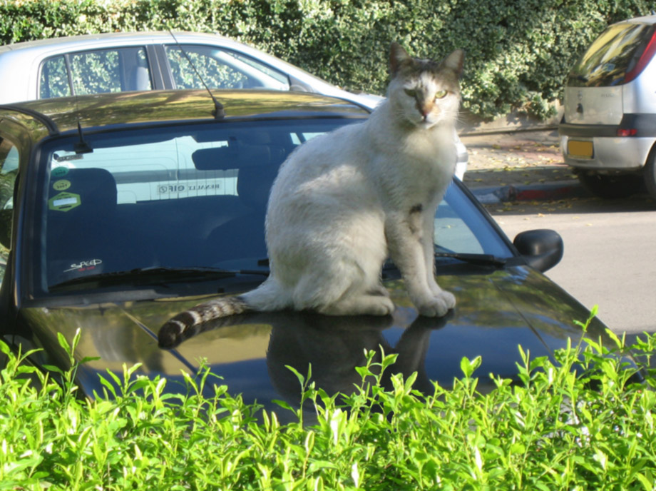 Photoshop-Design von kevmannnn für DesignCrowd (Community Contests) | Design #8938288