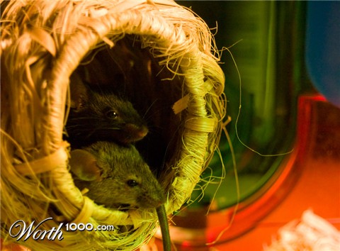 Photography by surfordream