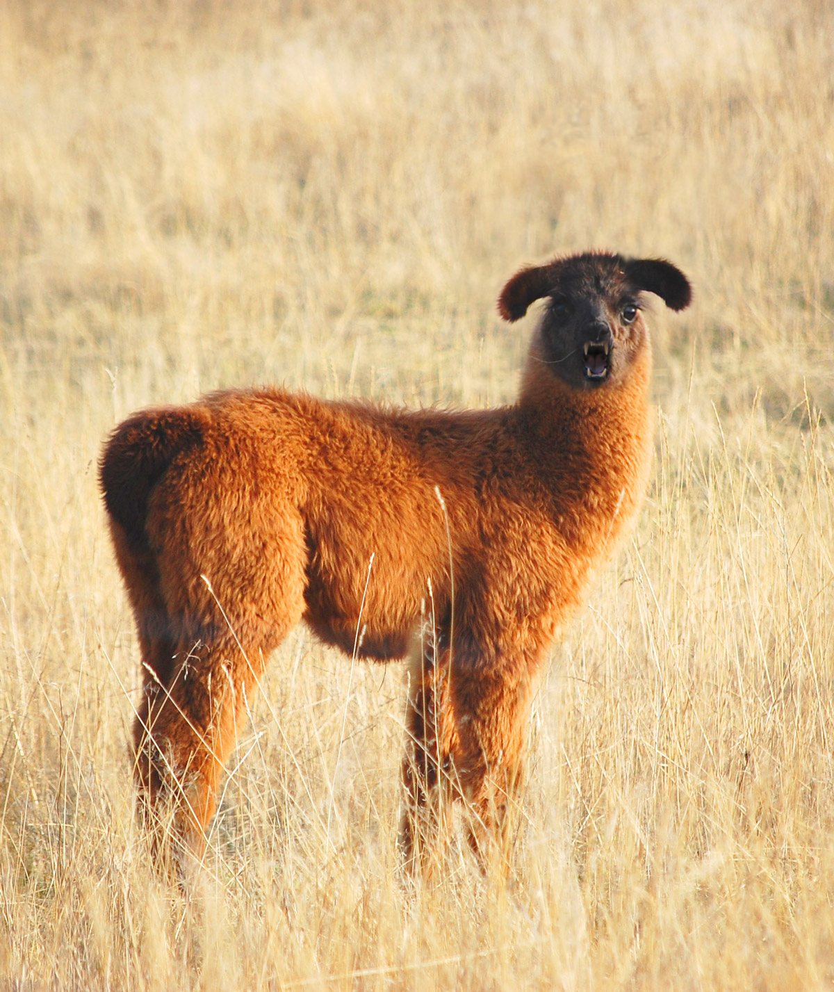 Photoshop-Design von Quidebie für DesignCrowd (Community Contests) | Design #8941552