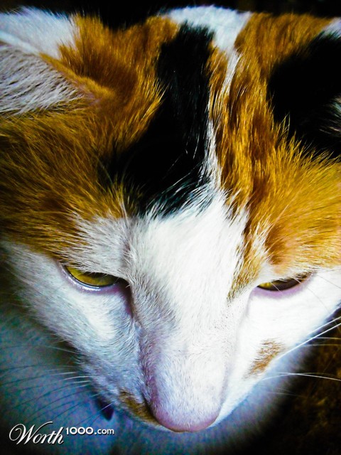 Photography by MeltedIce12