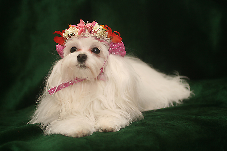 Photography by petsitter for DesignCrowd (Community Contests) | Design #8940122