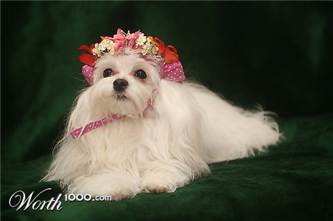 Photography by petsitter