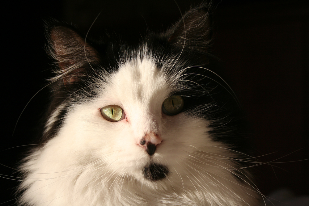 Fotografía por bebeboutchoux1 para DesignCrowd (Community Contests) | Diseño #8940157