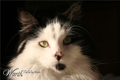 Photography by bebeboutchoux1