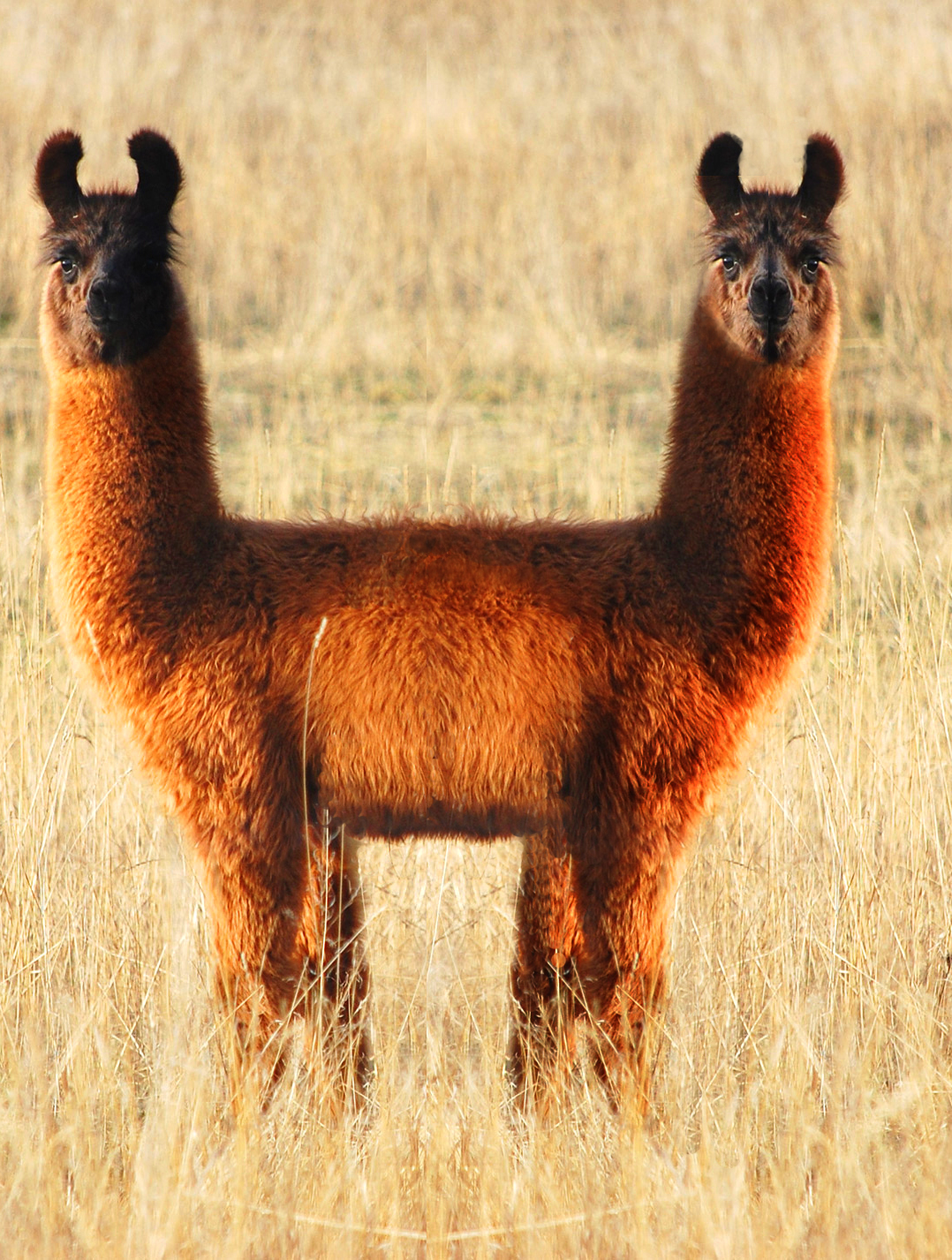 Design Photoshop par Takes2Hands2 pour DesignCrowd (Community Contests) | Design #8941560