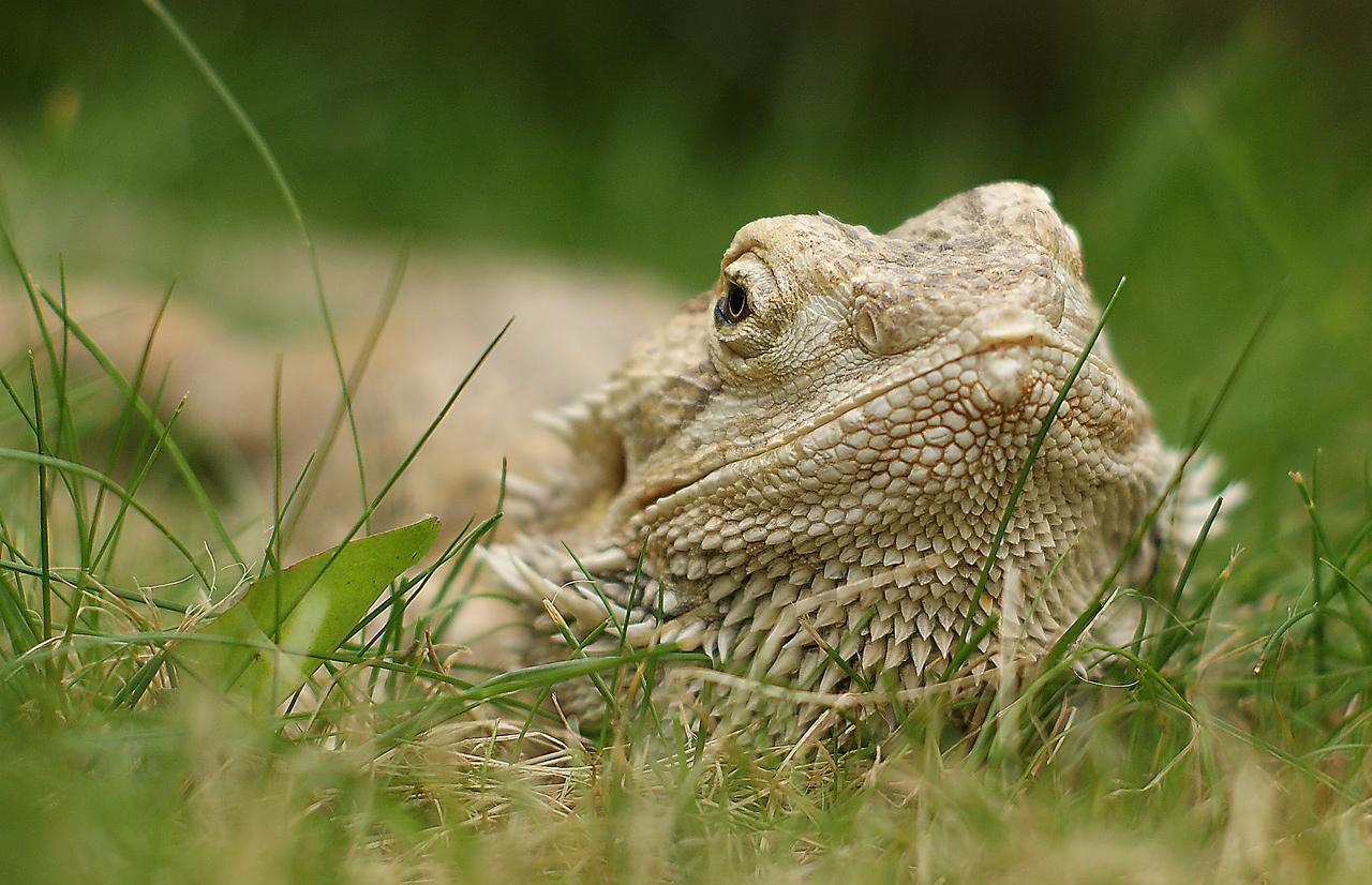 Fotografie von crouchy28 für DesignCrowd (Community Contests) | Design #8936191