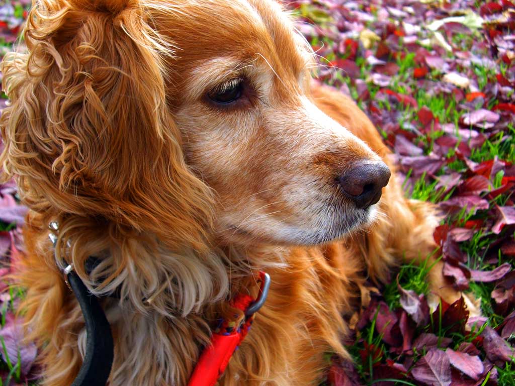 Fotografía por miriamsc para DesignCrowd (Community Contests) | Diseño #8936229