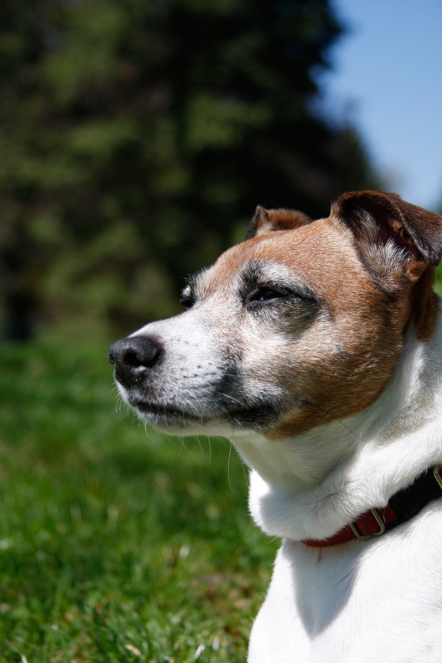 Photographie par homelessguy pour DesignCrowd (Community Contests) | Design #8936235