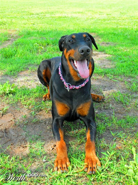 Photography by evitigre