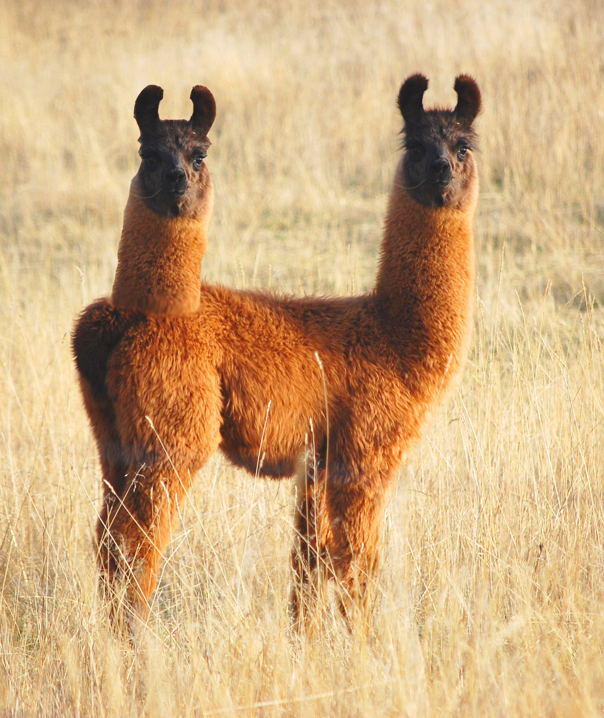 Design Photoshop par ryantheappleguy pour DesignCrowd (Community Contests) | Design #8941624