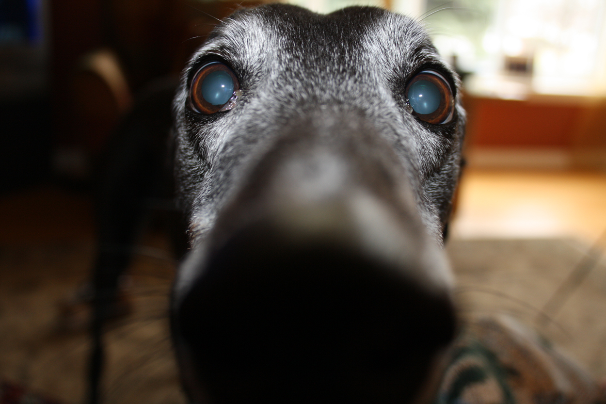 Fotografía por stever1234 para DesignCrowd (Community Contests) | Diseño #8936246