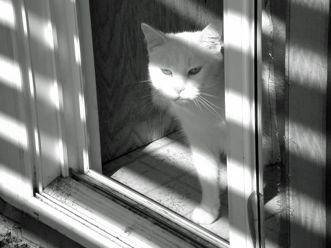 Photography by bestpicturesever for DesignCrowd (Community Contests) | Design #8936290