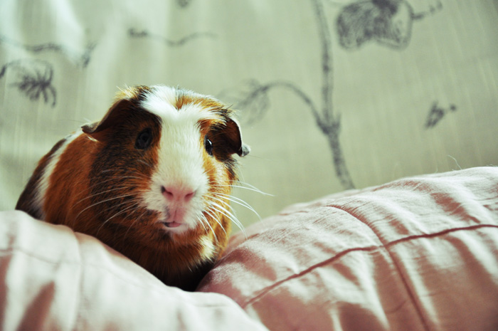 Photography by tomorrow7895 for DesignCrowd (Community Contests) | Design #8936269