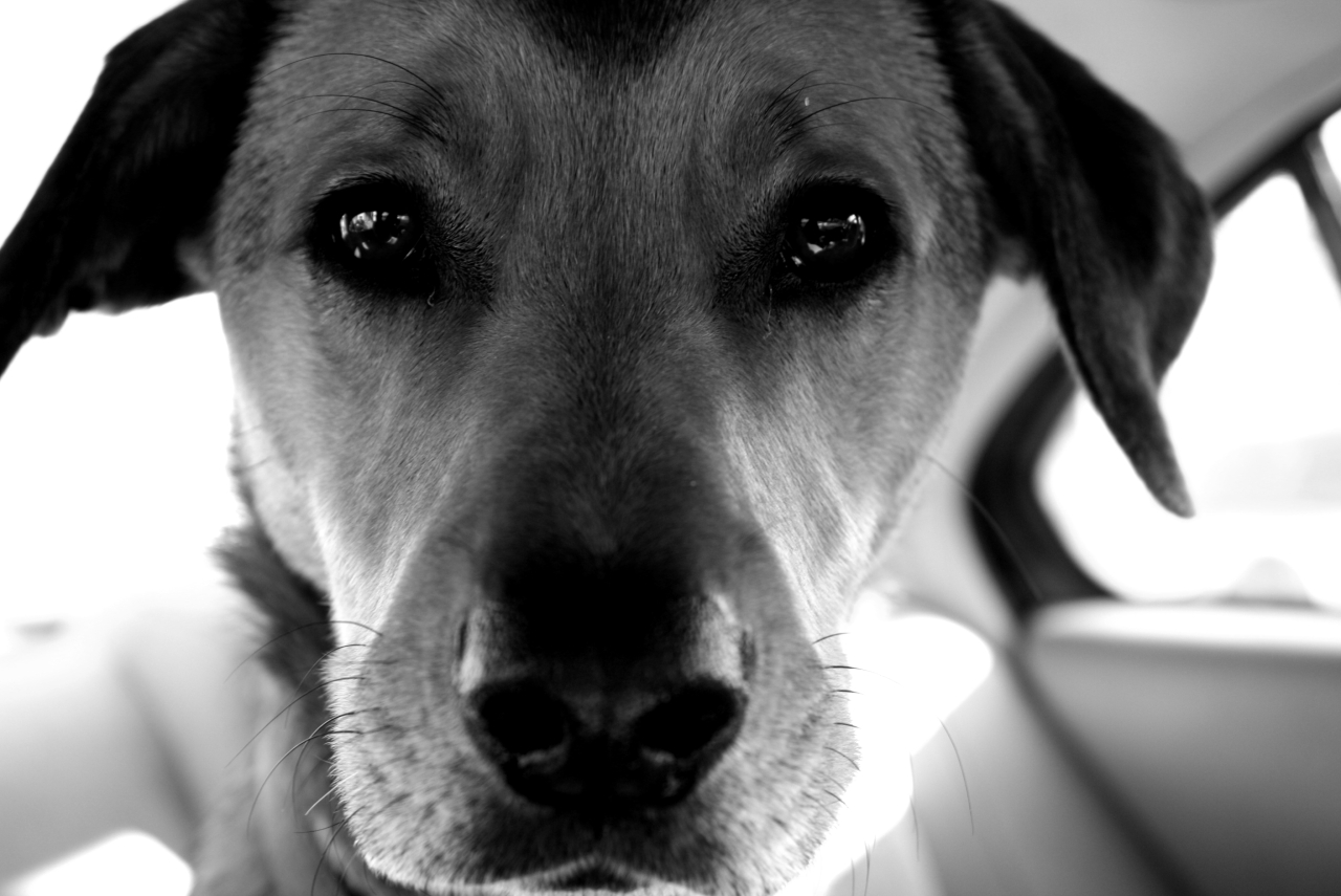 Photography by Lex3313 for DesignCrowd (Community Contests) | Design #8936329