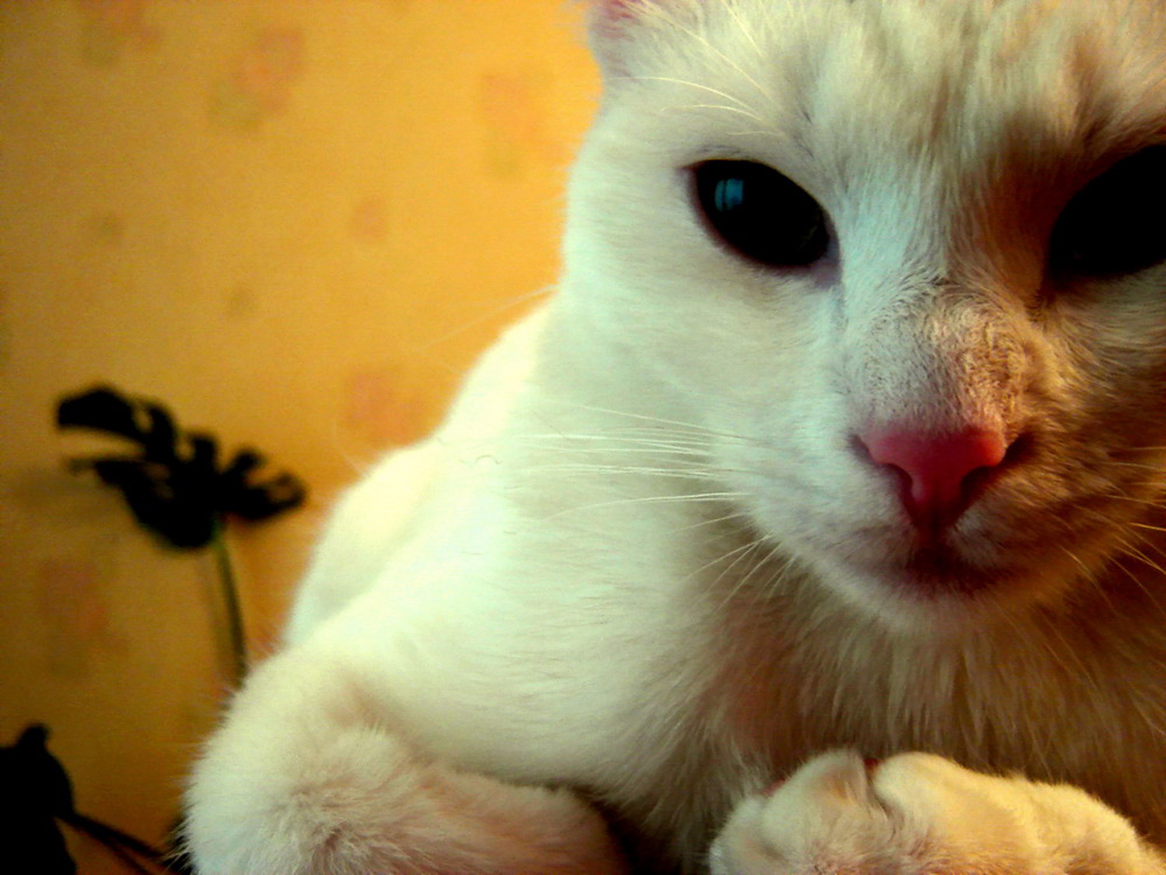 Photography by RobeMa for DesignCrowd (Community Contests) | Design #8936339