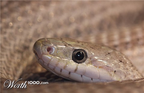 Photography by Rouwkema