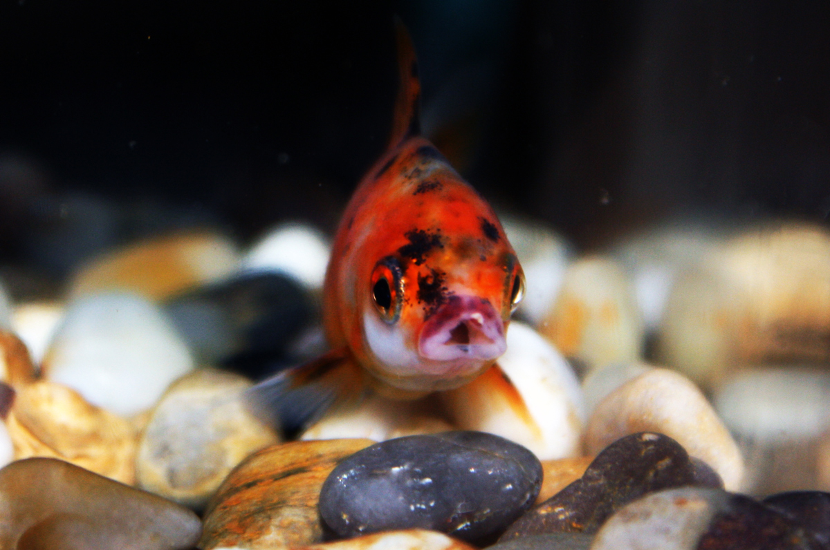 Fotografía por Eftekhar para DesignCrowd (Community Contests) | Diseño #8936389