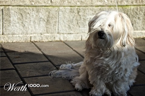 Photography by obiwanhavanese