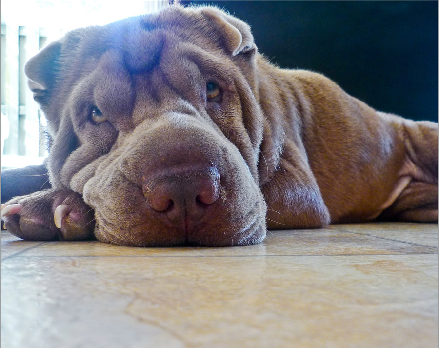 Fotografía por dazza17 para DesignCrowd (Community Contests) | Diseño #8936346