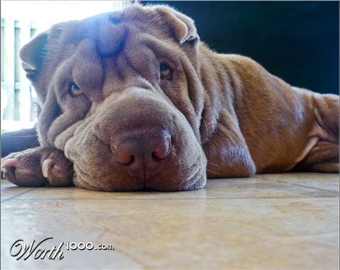 Photography by dazza17