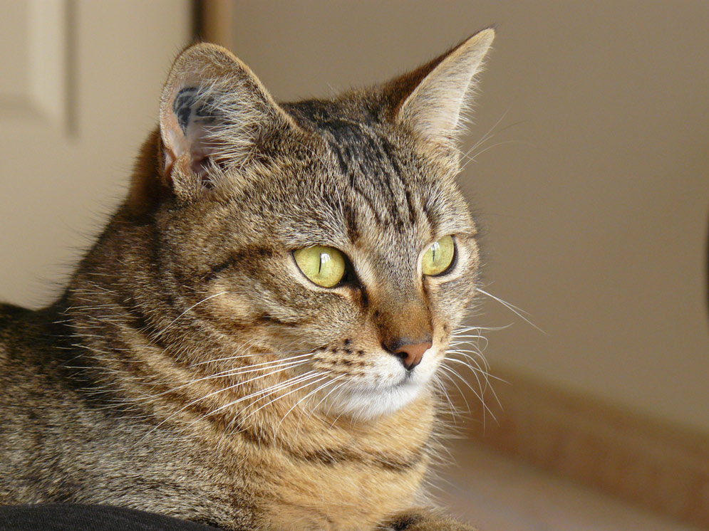 Fotografie von badapoum für DesignCrowd (Community Contests) | Design #8936409