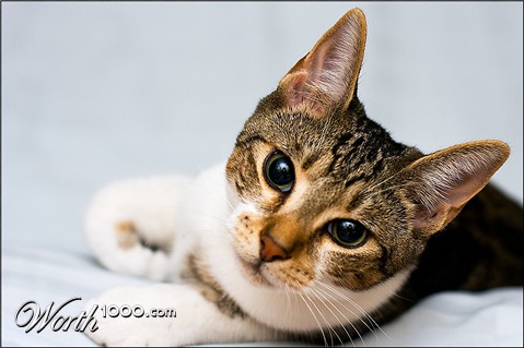 Photography by JuzzyDee