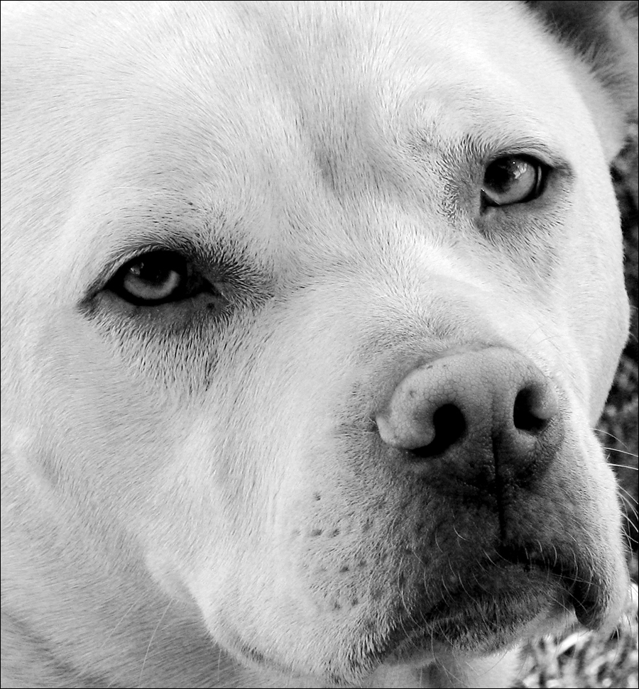 Photography by PixelDustMT for DesignCrowd (Community Contests) | Design #8936375