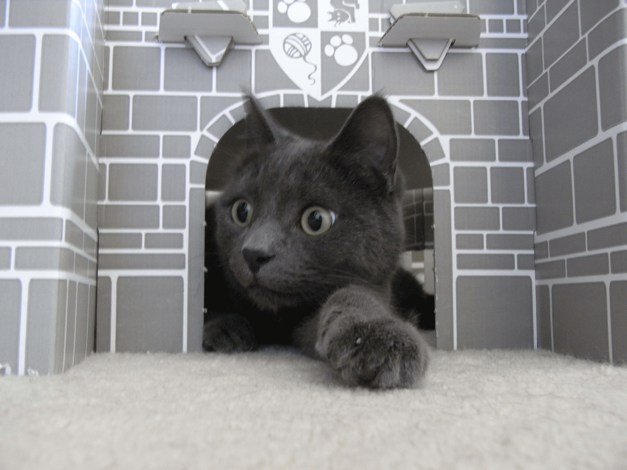 Fotografía por moto20 para DesignCrowd (Community Contests) | Diseño #8936515