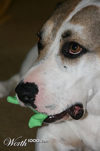 Photography by angel2kiss