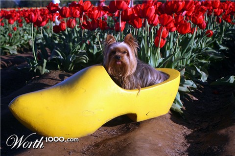 Photography by luccir