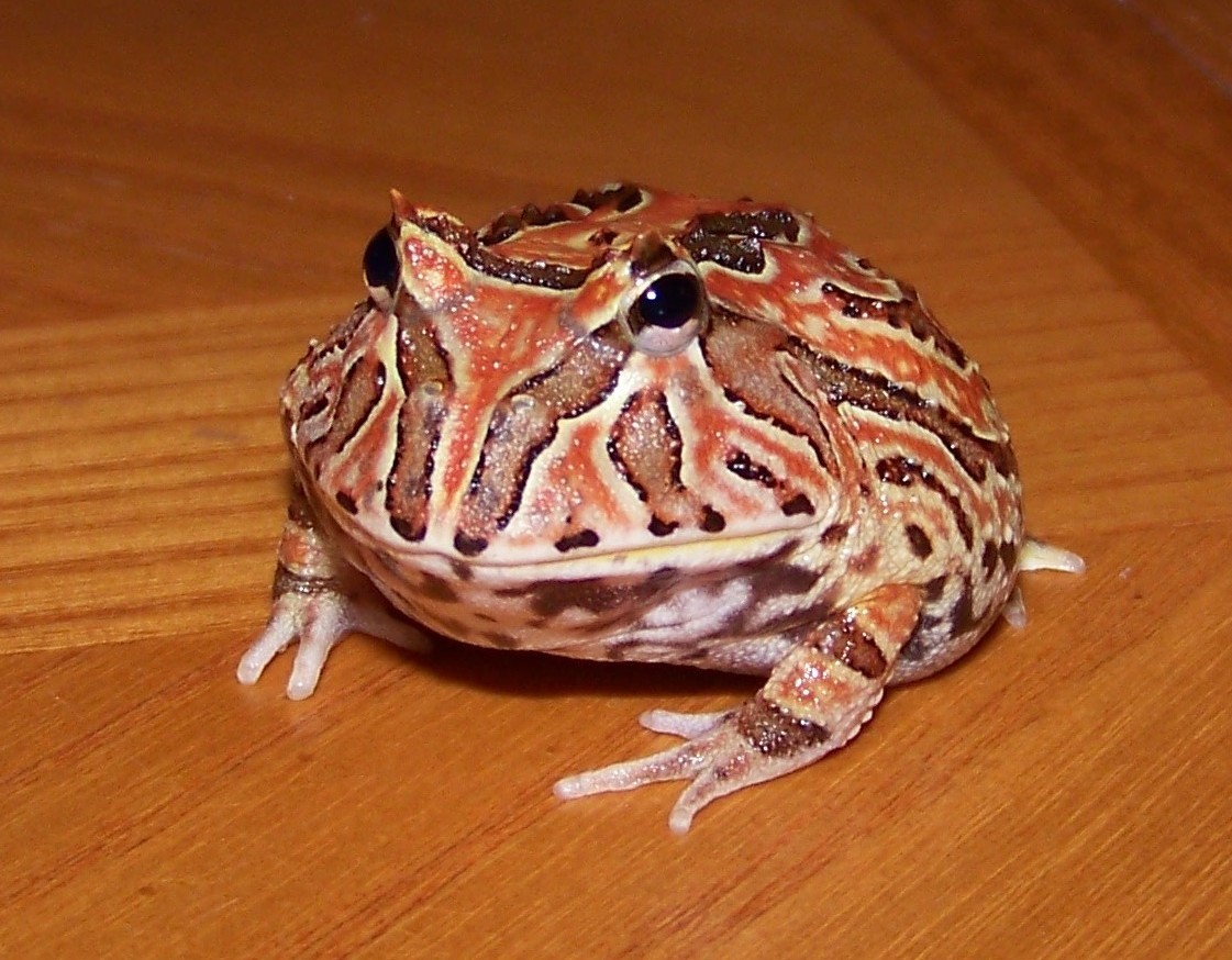 Photography by Mydonna for DesignCrowd (Community Contests) | Design #8936617