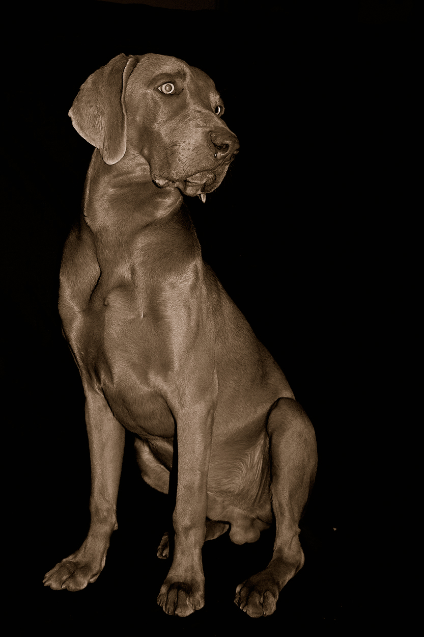 Photographie par lynvdg pour DesignCrowd (Community Contests) | Design #8936567