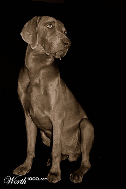 Photography by lynvdg