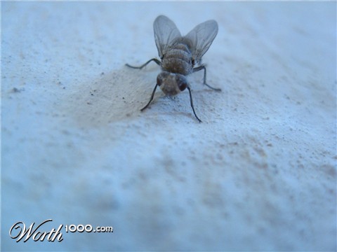 Photography by Chimpo
