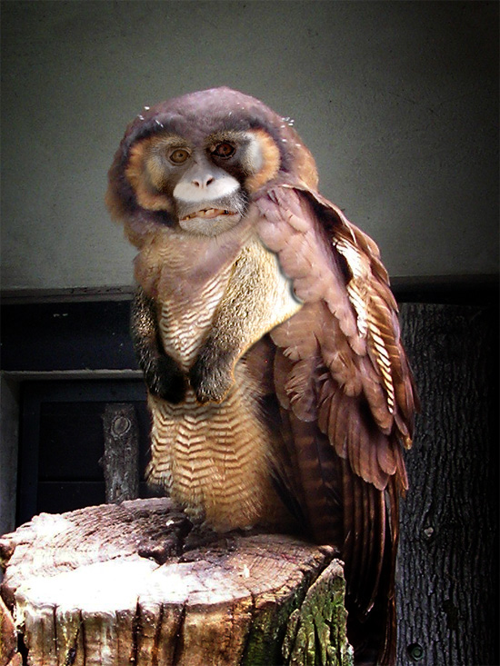 Photoshop Design by Troetti for DesignCrowd (Community Contests) | Design #8942180