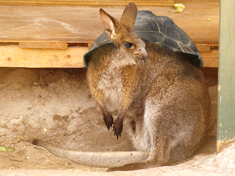 Photoshop Design by swichone for DesignCrowd (Community Contests) | Design #8942233