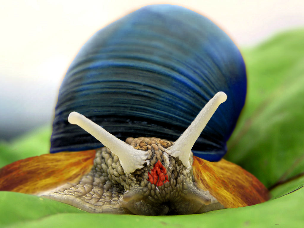 Photoshop Design by jimmytwoshoes for DesignCrowd (Community Contests) | Design #8940491