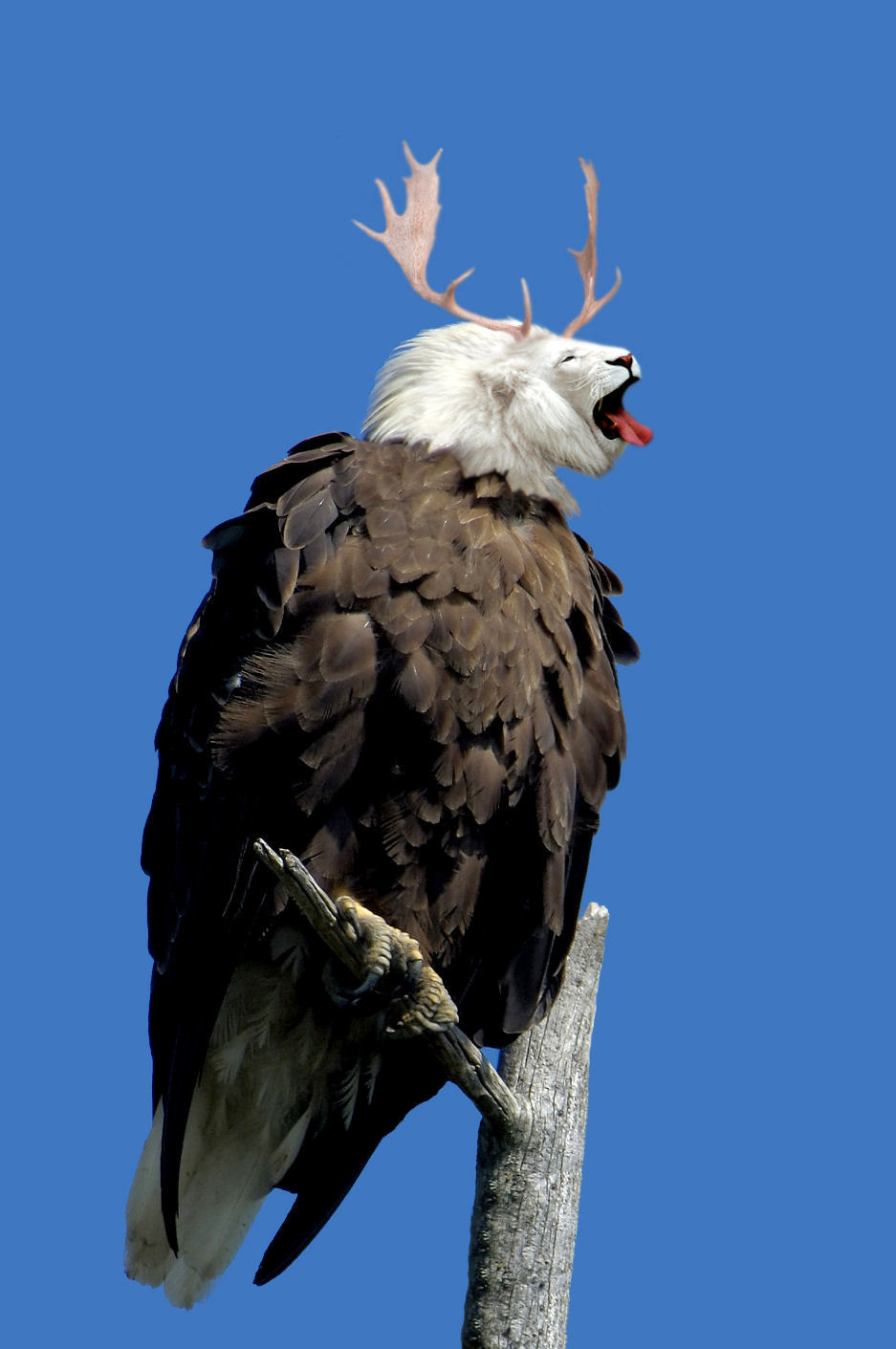 Photoshop-Design von Robbyfromitaly für DesignCrowd (Community Contests) | Design #8942356