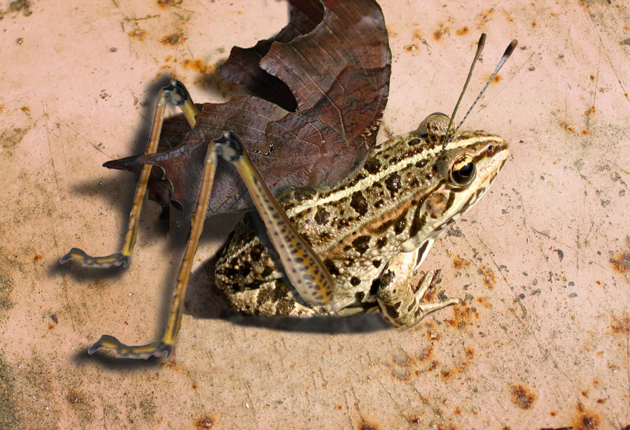 Diseño de Photoshop por janefrog para DesignCrowd (Community Contests) | Diseño #8942396