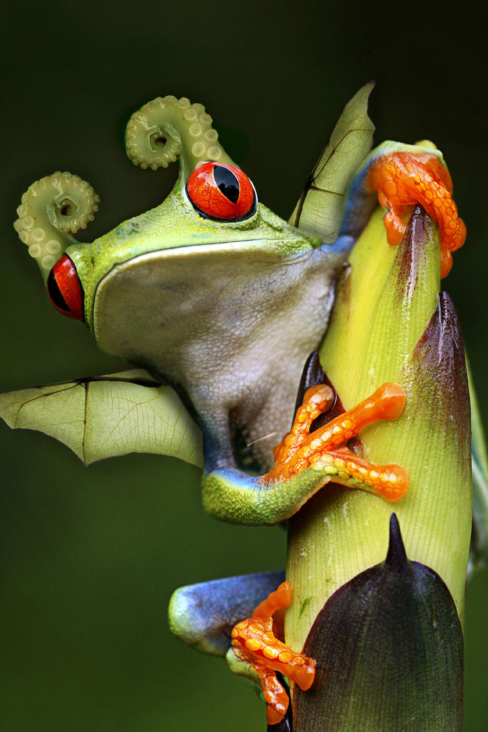 Photoshop Design by error5001 for DesignCrowd (Community Contests) | Design #8942384