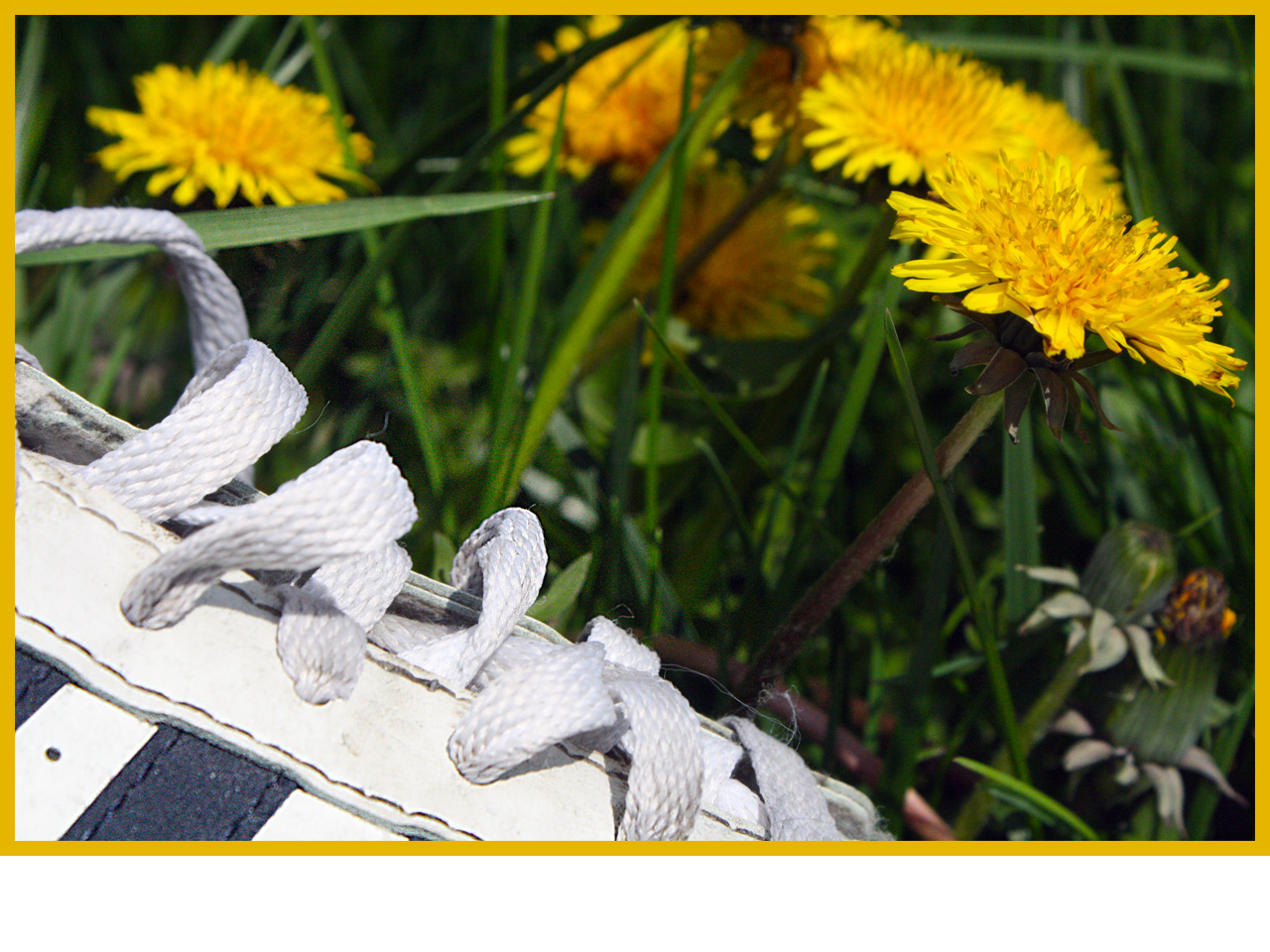 Fotografía por stever1234 para DesignCrowd (Community Contests) | Diseño #8937448