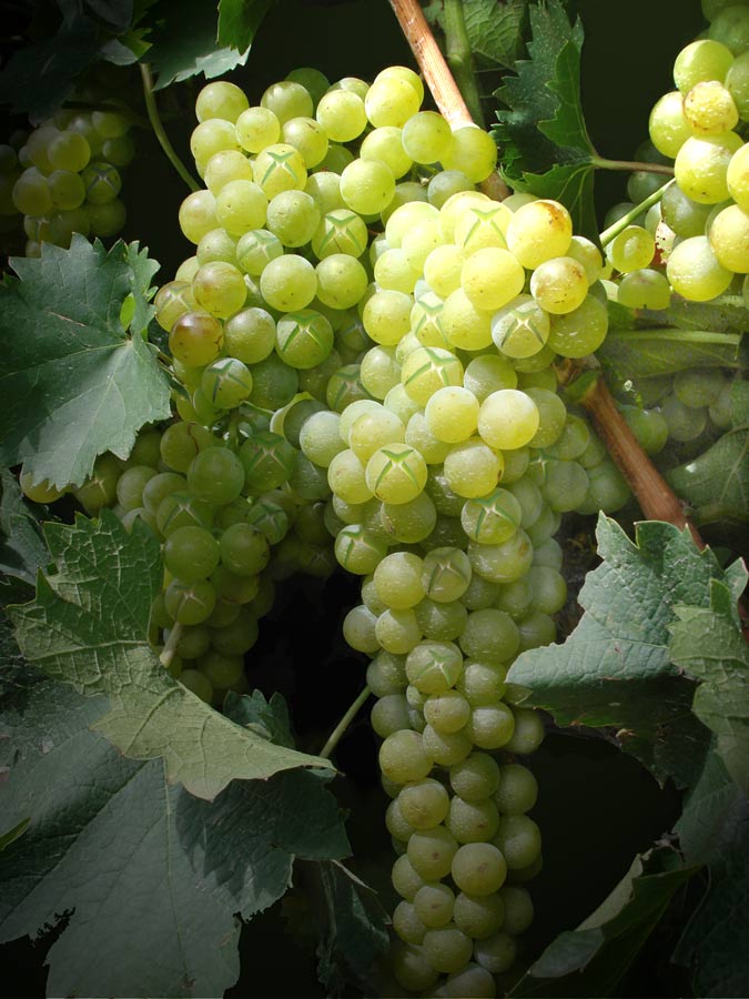 Diseño de Photoshop por MissGator para DesignCrowd (Community Contests) | Diseño #8937115