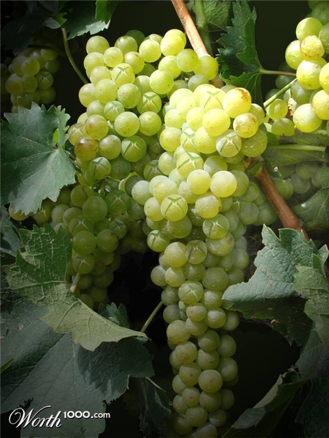 Photoshop Design by MissGator